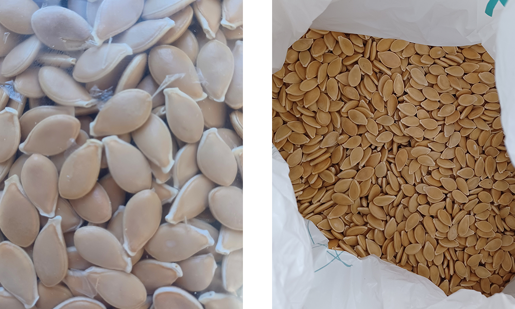 Seed